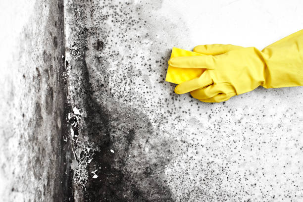 Best Crawl Space Mold Removal  in Pelican Marsh, FL