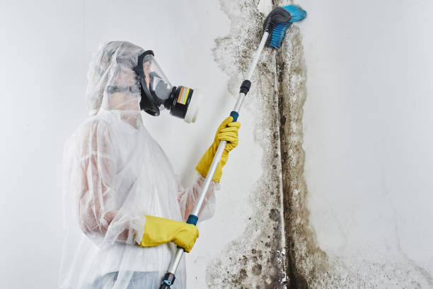 Attic Mold Removal in Pelican Marsh, FL