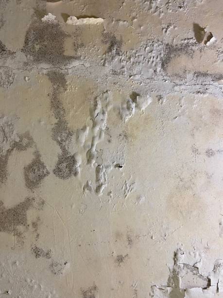 Best Professional Mold Removal  in Pelican Marsh, FL