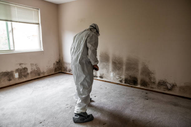 Office Mold Removal Services in Pelican Marsh, FL