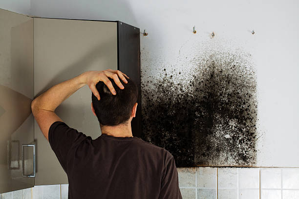 Best Professional Mold Removal  in Pelican Marsh, FL