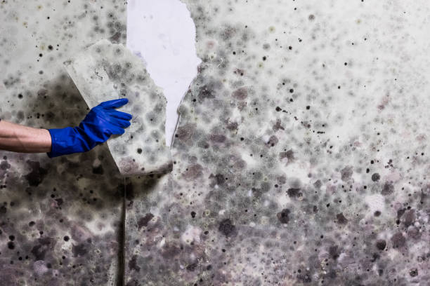 Best Office Mold Removal Services  in Pelican Marsh, FL