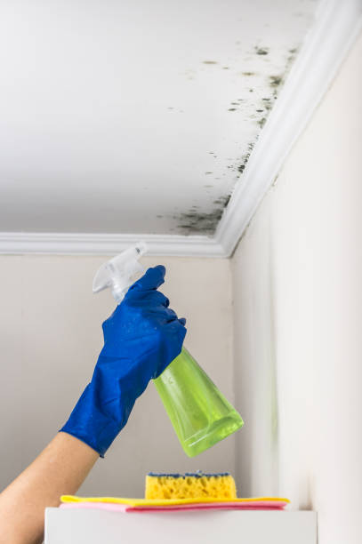 Best Crawl Space Mold Removal  in Pelican Marsh, FL