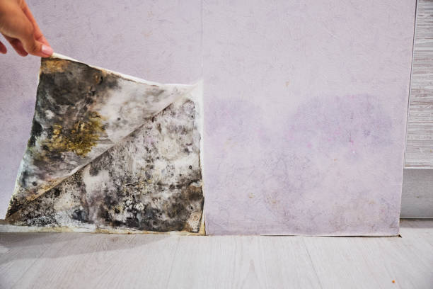 Best Attic Mold Removal  in Pelican Marsh, FL